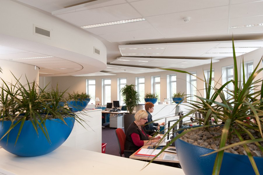 blauwe schaal dracena overzicht (1 van 1)